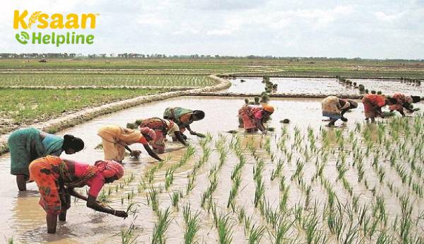 पिछले साल के मुकाबले खरीफ सीजन की फसलों का नेट क्रॉप्ड एरिया 9% बड़ा